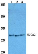MOB2 Polyclonal Antibody