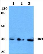 CDK3 Polyclonal Antibody