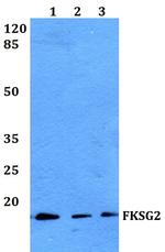 FKSG2 Polyclonal Antibody