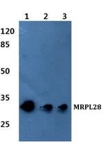 MRPL28 Polyclonal Antibody