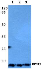 RPS17 Antibody in Western Blot (WB)
