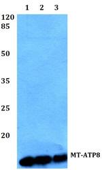 MT-ATP8 Polyclonal Antibody