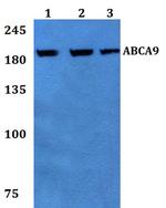 ABCA9 Polyclonal Antibody