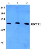 ABCC11 Antibody in Western Blot (WB)