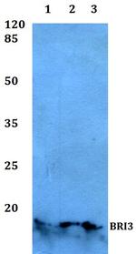 BRI3 Polyclonal Antibody