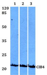 CIB4 Polyclonal Antibody