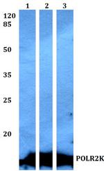 POLR2K Polyclonal Antibody