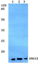 Gng12 Polyclonal Antibody