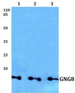 GNG8 Polyclonal Antibody