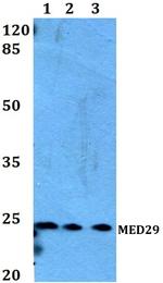 MED29 Polyclonal Antibody