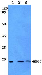 MED30 Polyclonal Antibody