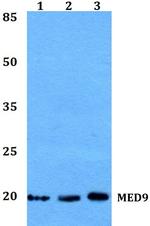MED9 Polyclonal Antibody
