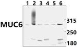 MUC6 Antibody in Western Blot (WB)