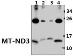 MT-ND3 Polyclonal Antibody