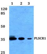 PLSCR1 Polyclonal Antibody