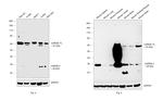 CARD8 Antibody in Western Blot (WB)