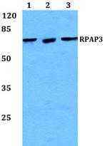 RPAP3 Polyclonal Antibody