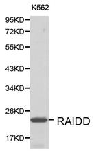 RAIDD Polyclonal Antibody