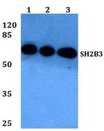 LNK Polyclonal Antibody