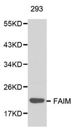 FAIM Polyclonal Antibody