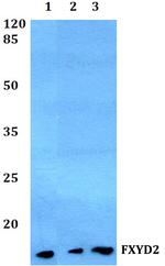 FXYD2 Polyclonal Antibody