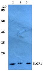 ELOF1 Polyclonal Antibody