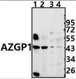 AZGP1 Polyclonal Antibody