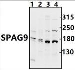 JLP Polyclonal Antibody