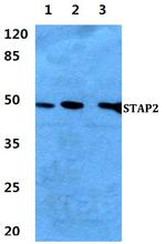 STAP2 Polyclonal Antibody