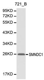 SMNDC1 Polyclonal Antibody