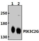 PIK3C2G Polyclonal Antibody