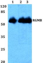 RGMB Antibody in Western Blot (WB)