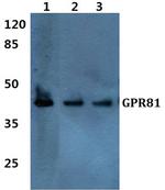 GPR81 Polyclonal Antibody