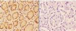 Angiopoietin 4 Polyclonal Antibody