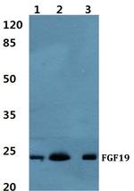 FGF19 Polyclonal Antibody