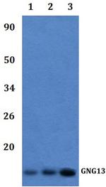 GNG13 Polyclonal Antibody