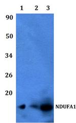 NDUFA1 Polyclonal Antibody