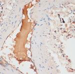 Apolipoprotein C1 Polyclonal Antibody