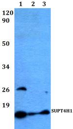 Supt4h1 Polyclonal Antibody