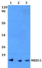 MED11 Polyclonal Antibody