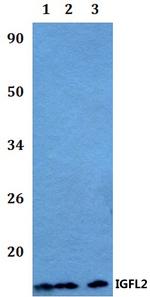 IGFL2 Antibody in Western Blot (WB)