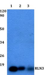 Relaxin 3 Polyclonal Antibody