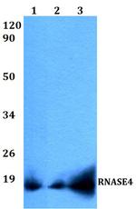 RNASE4 Polyclonal Antibody