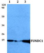 FUNDC1 Polyclonal Antibody