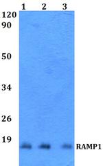 RAMP1 Polyclonal Antibody