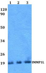 IMMP1L Polyclonal Antibody