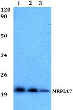 MRPL17 Polyclonal Antibody