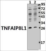 TNFAIP8L1 Antibody in Western Blot (WB)