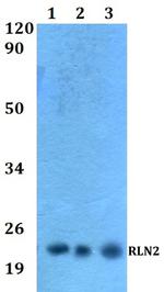 Relaxin 2 Polyclonal Antibody