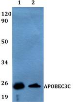 APOBEC3C Antibody in Western Blot (WB)